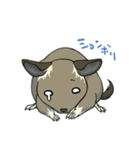 デグーでおへんじ（個別スタンプ：17）