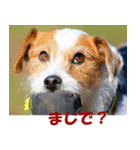 ビッケたん 1つめ（個別スタンプ：3）