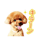 カルム モフモフなトイプードル実写版（個別スタンプ：4）