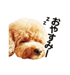 カルム モフモフなトイプードル実写版（個別スタンプ：5）