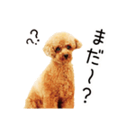 カルム モフモフなトイプードル実写版（個別スタンプ：13）