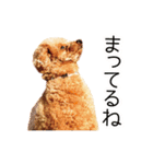 カルム モフモフなトイプードル実写版（個別スタンプ：17）