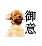 カルム モフモフなトイプードル実写版（個別スタンプ：23）