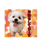 daifukuken（個別スタンプ：5）