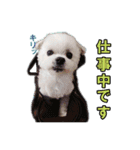 daifukuken（個別スタンプ：8）