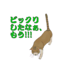野良猫八態（個別スタンプ：3）