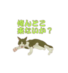 野良猫八態（個別スタンプ：8）