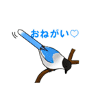 日本の野鳥珍鳥迷鳥とか（個別スタンプ：13）