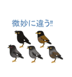日本の野鳥珍鳥迷鳥とか（個別スタンプ：15）