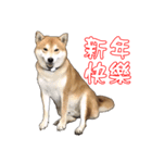 ShibaInu Greetings NewYear（個別スタンプ：1）