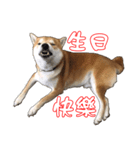 ShibaInu Greetings NewYear（個別スタンプ：2）