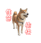 ShibaInu Greetings NewYear（個別スタンプ：3）