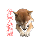 ShibaInu Greetings NewYear（個別スタンプ：4）