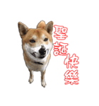 ShibaInu Greetings NewYear（個別スタンプ：5）