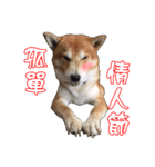 ShibaInu Greetings NewYear（個別スタンプ：6）