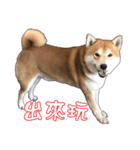 ShibaInu Greetings NewYear（個別スタンプ：7）