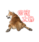 ShibaInu Greetings NewYear（個別スタンプ：8）