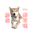 ShibaInu Greetings NewYear（個別スタンプ：9）