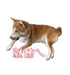 ShibaInu Greetings NewYear（個別スタンプ：10）