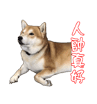 ShibaInu Greetings NewYear（個別スタンプ：11）