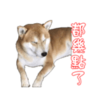 ShibaInu Greetings NewYear（個別スタンプ：13）