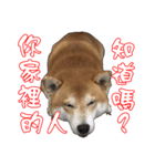 ShibaInu Greetings NewYear（個別スタンプ：14）