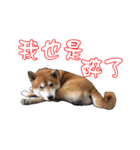 ShibaInu Greetings NewYear（個別スタンプ：15）