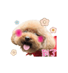 Poodle Queen3_a cute little girl（個別スタンプ：2）