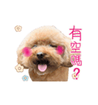 Poodle Queen3_a cute little girl（個別スタンプ：5）