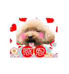 Poodle Queen3_a cute little girl（個別スタンプ：6）