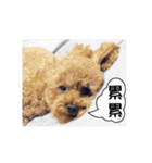 Poodle Queen3_a cute little girl（個別スタンプ：11）