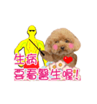 Poodle Queen3_a cute little girl（個別スタンプ：16）