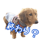 鼻でか犬 雷-2（個別スタンプ：10）