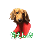 鼻でか犬 雷-2（個別スタンプ：14）