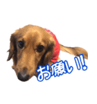 鼻でか犬 雷-2（個別スタンプ：15）