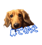 鼻でか犬 雷-2（個別スタンプ：16）