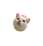 あめこっこ（個別スタンプ：1）