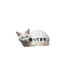 あめこっこ（個別スタンプ：14）