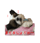 チビゆたスタンプ（個別スタンプ：4）