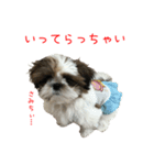 チビゆたスタンプ（個別スタンプ：5）