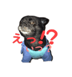 黒犬くぅた（個別スタンプ：1）
