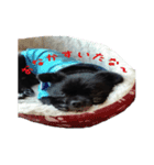 黒犬くぅた（個別スタンプ：2）