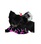 黒犬くぅた（個別スタンプ：5）