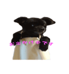 黒犬くぅた（個別スタンプ：7）
