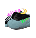 黒犬くぅた（個別スタンプ：8）