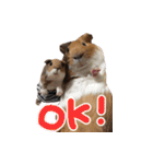モルモットのすーちゃんとぺっしと仲間達（個別スタンプ：1）