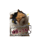 モルモットのすーちゃんとぺっしと仲間達（個別スタンプ：2）