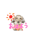 モルモットのすーちゃんとぺっしと仲間達（個別スタンプ：5）