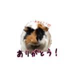 モルモットのすーちゃんとぺっしと仲間達（個別スタンプ：8）