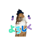 モルモットのすーちゃんとぺっしと仲間達（個別スタンプ：9）